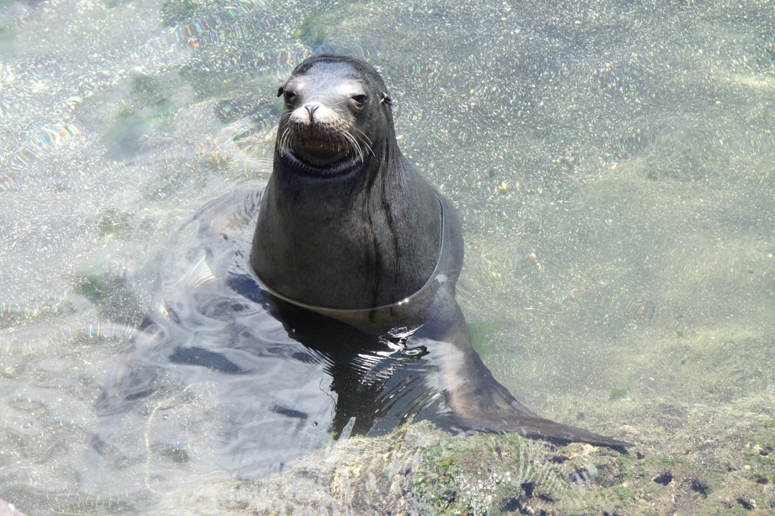 sea lion